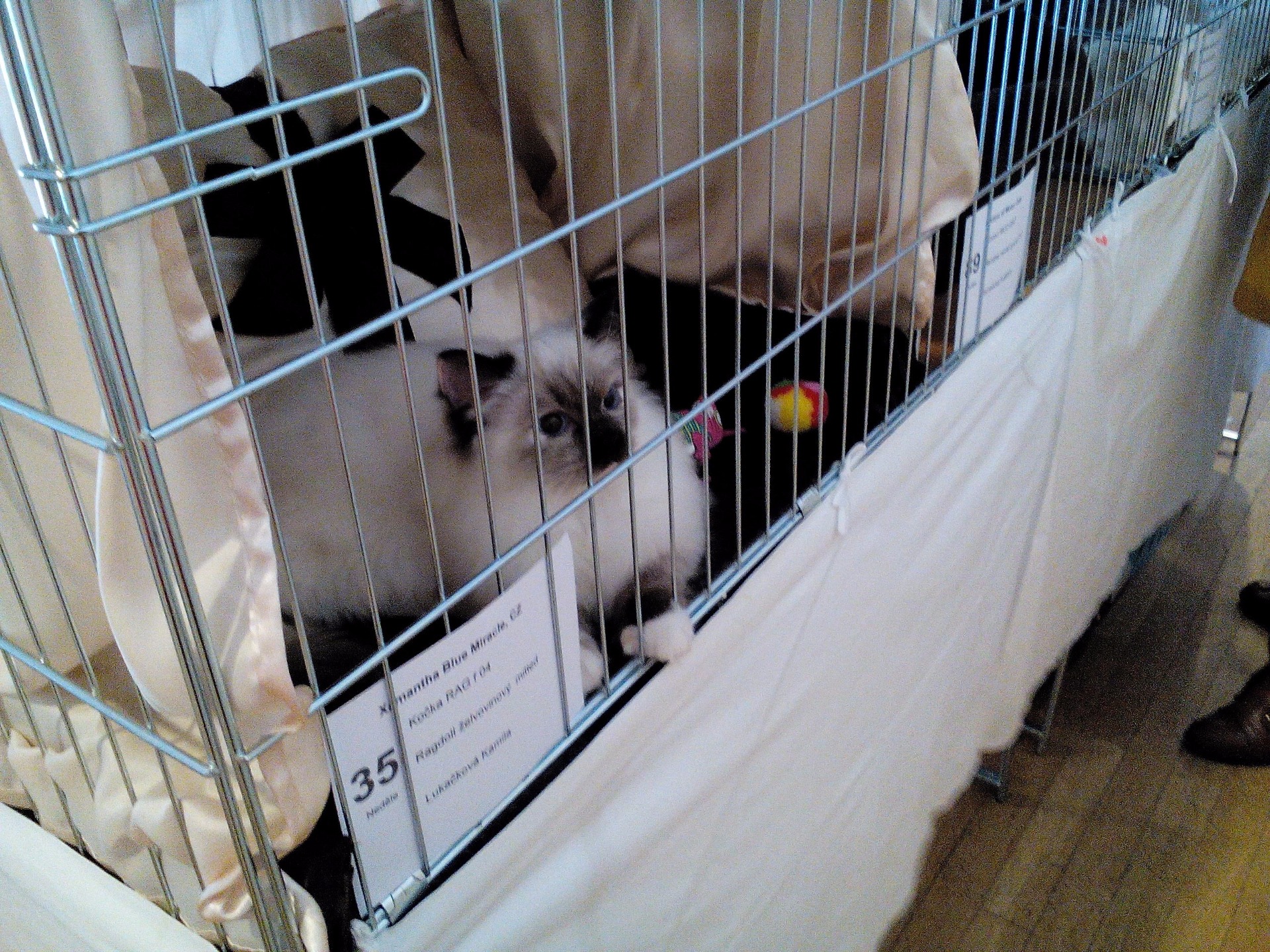 Xamantha na výstavě