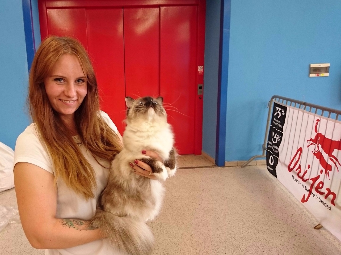 Výstava Ostrava Vivat Moravia ragdoll