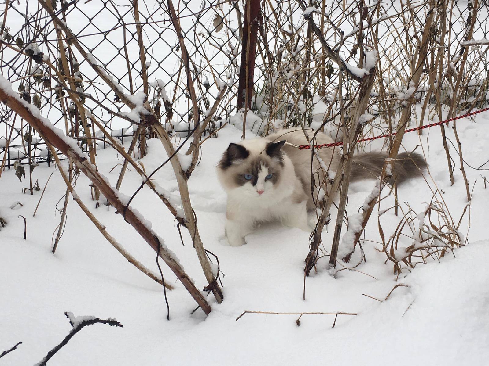 Albrecht Vivat Moravia