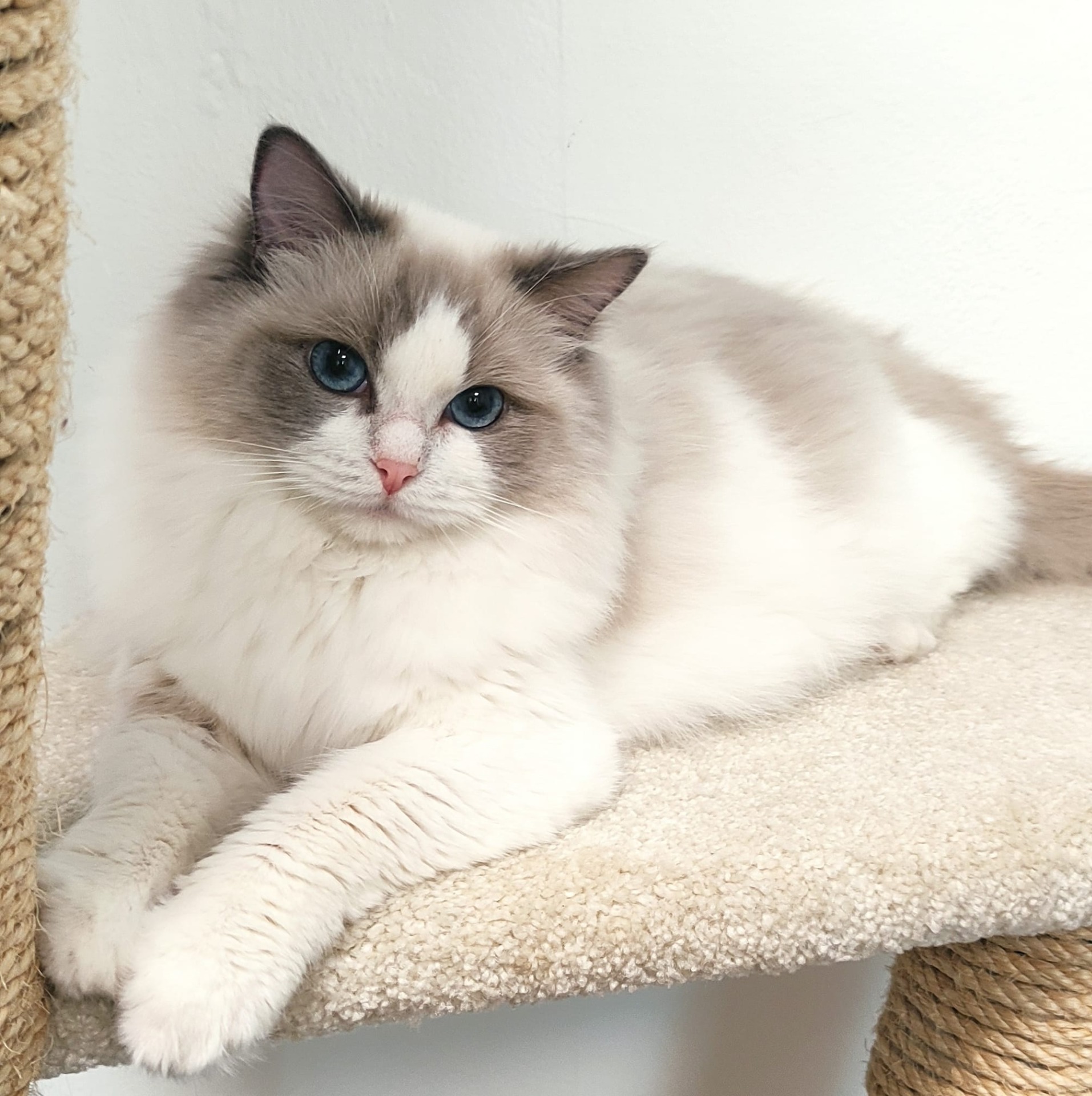 SE* Lil'Magics Ava Max