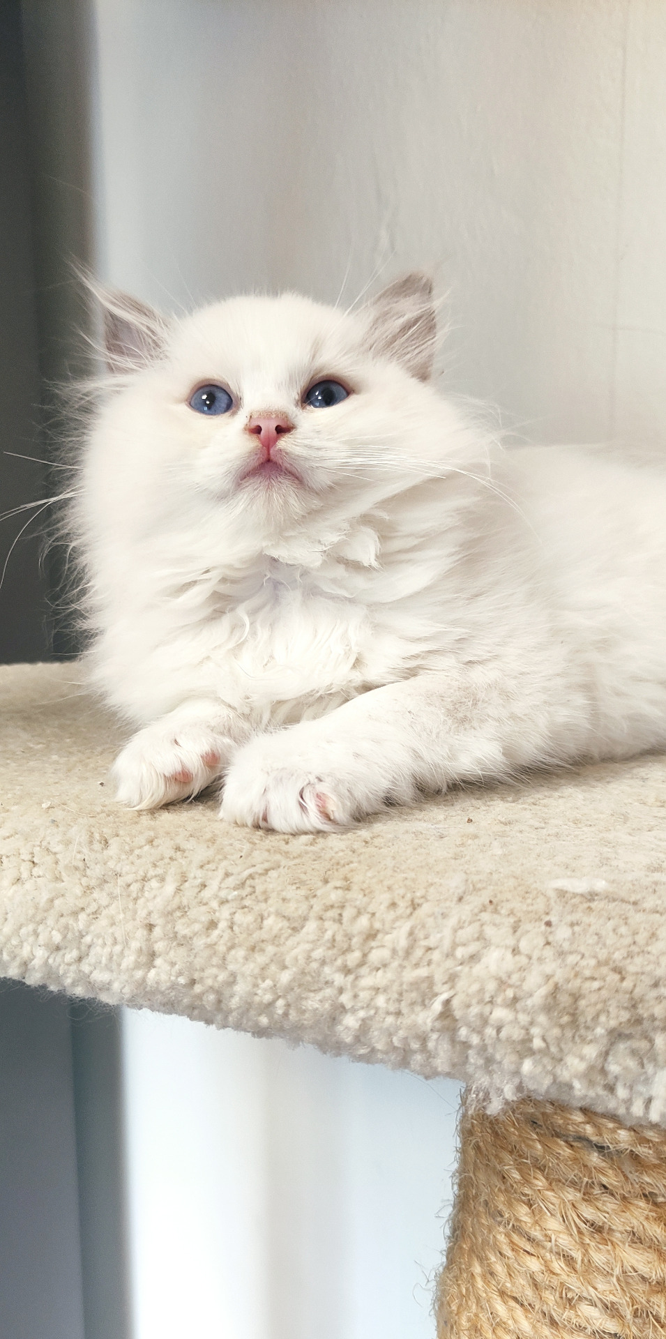 Nimbus Vivat Moravia, CZ