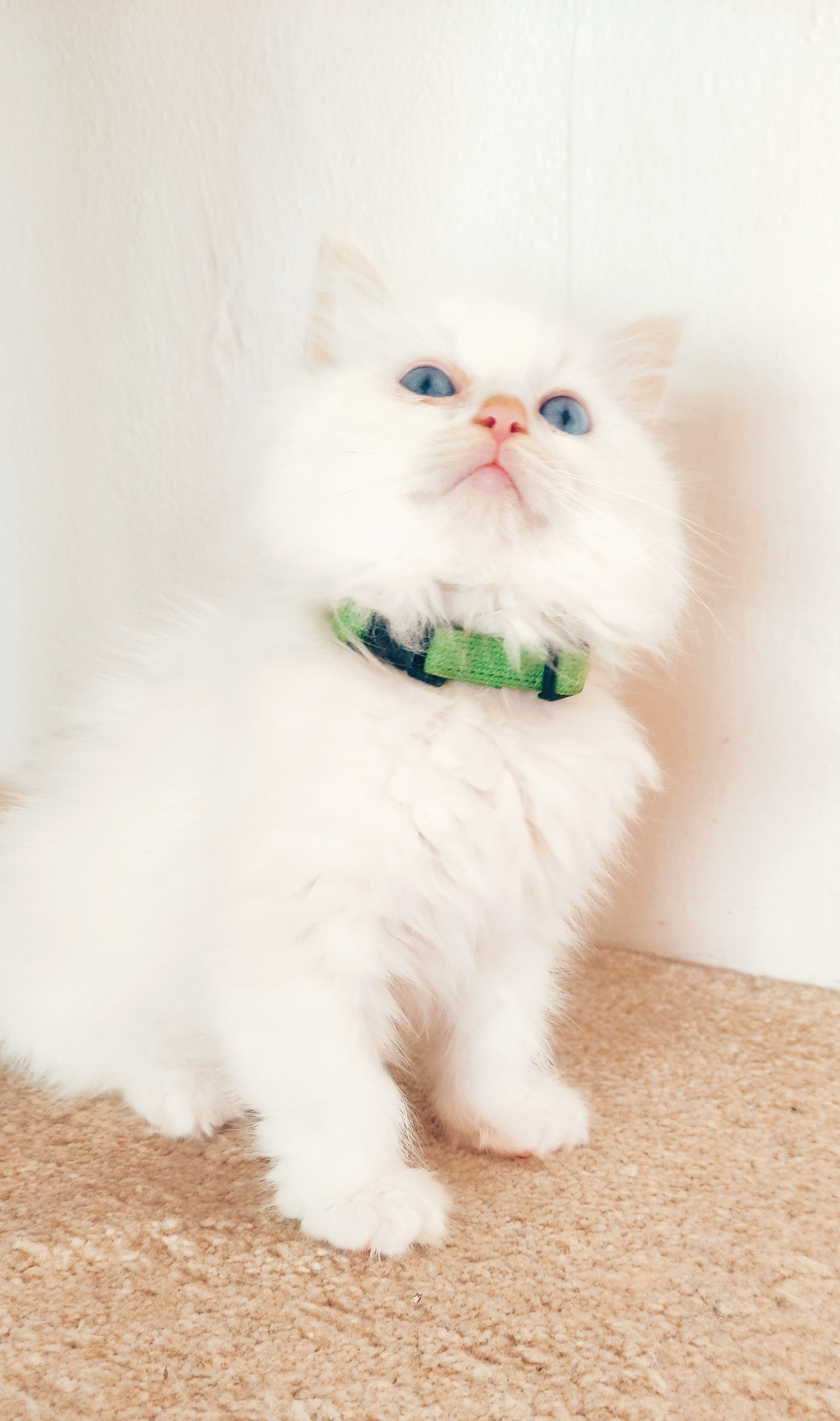 Nugget Vivat Moravia, CZ